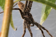 Water Spider (Megadolomedes australianus) (Megadolomedes australianus)